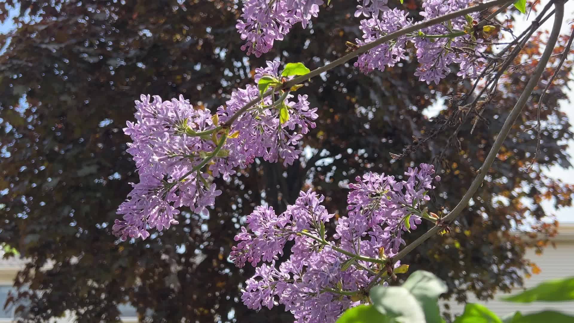 Lilac bush flowering during the Spring season
