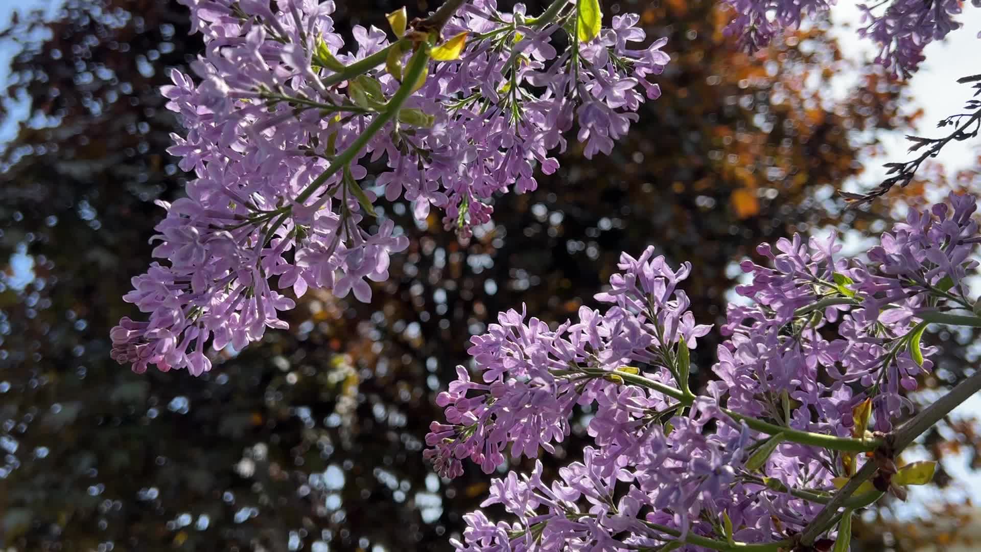 Lilac bush flowering during the Spring season