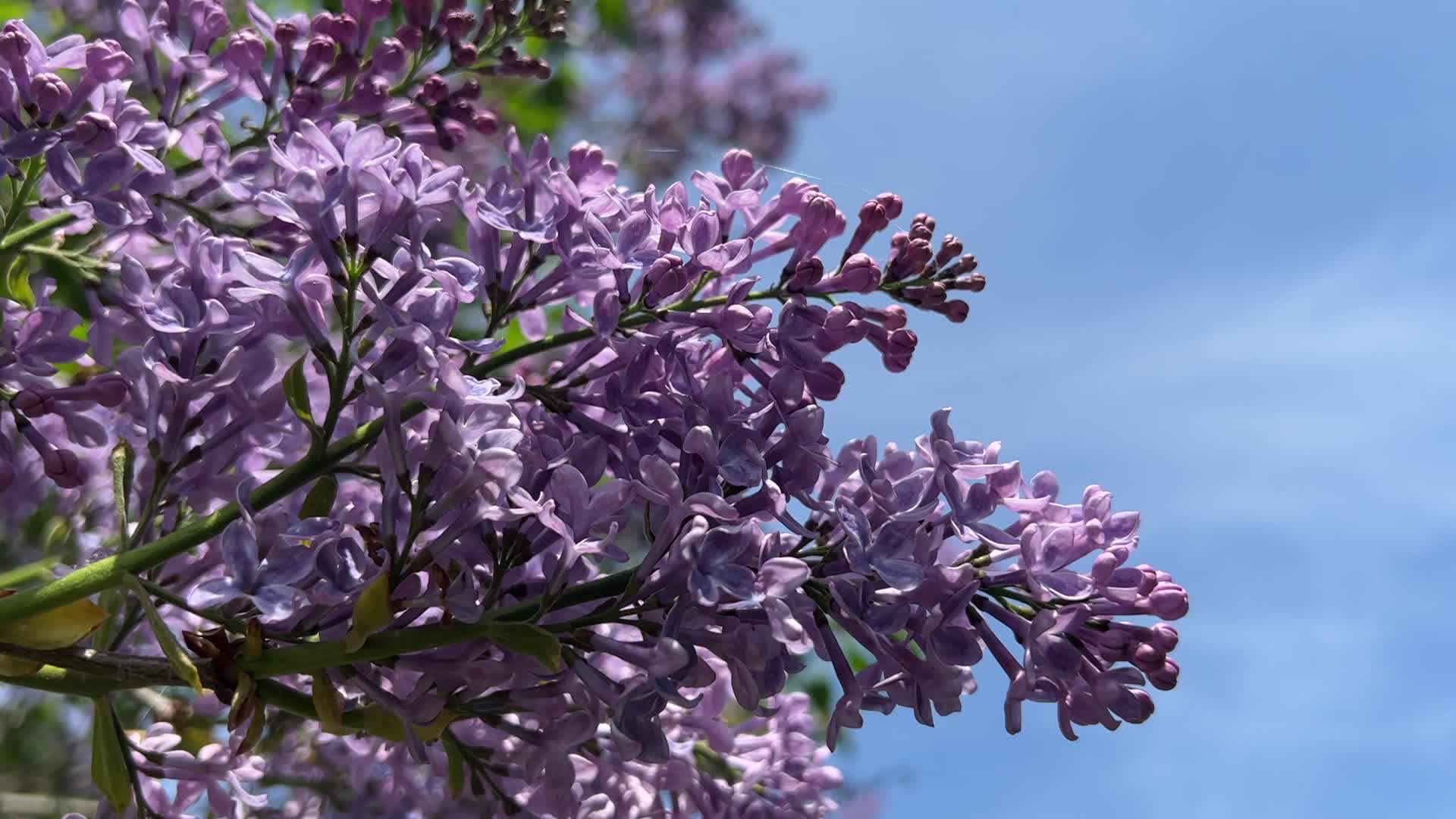 Lilac bush flowering during the Spring season