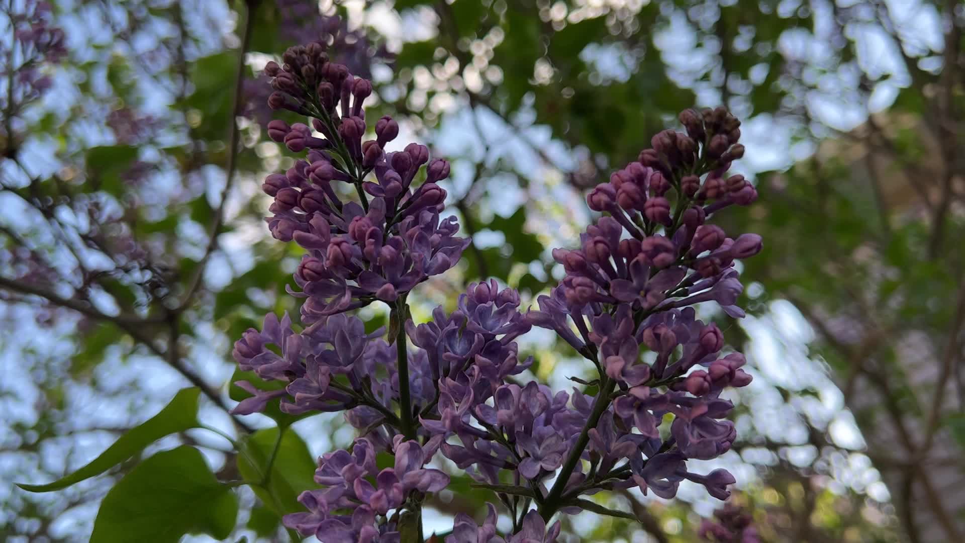 Lilac bush flowering during the Spring season