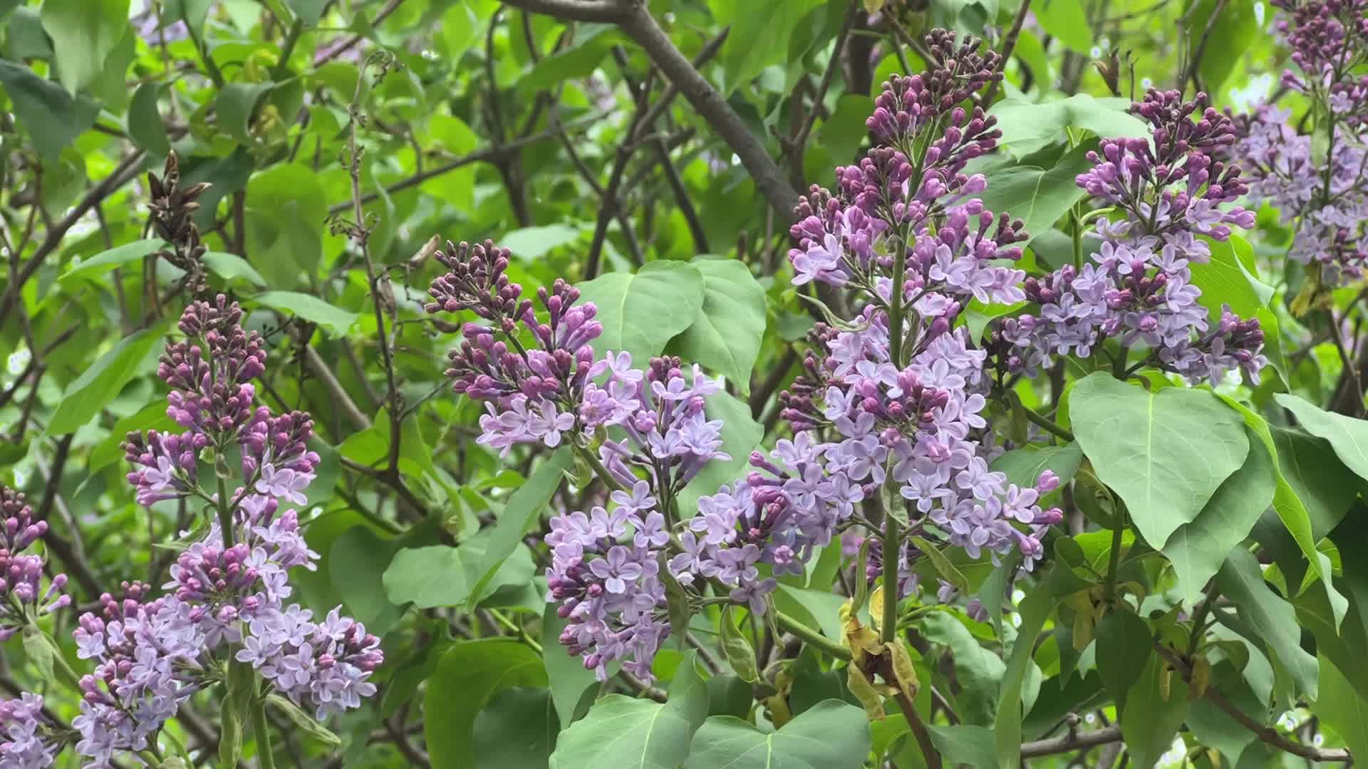 Lilac bush flowering during the Spring season