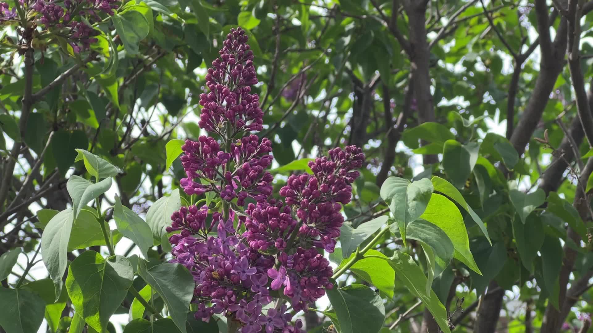 Lilac bush flowering during the Spring season