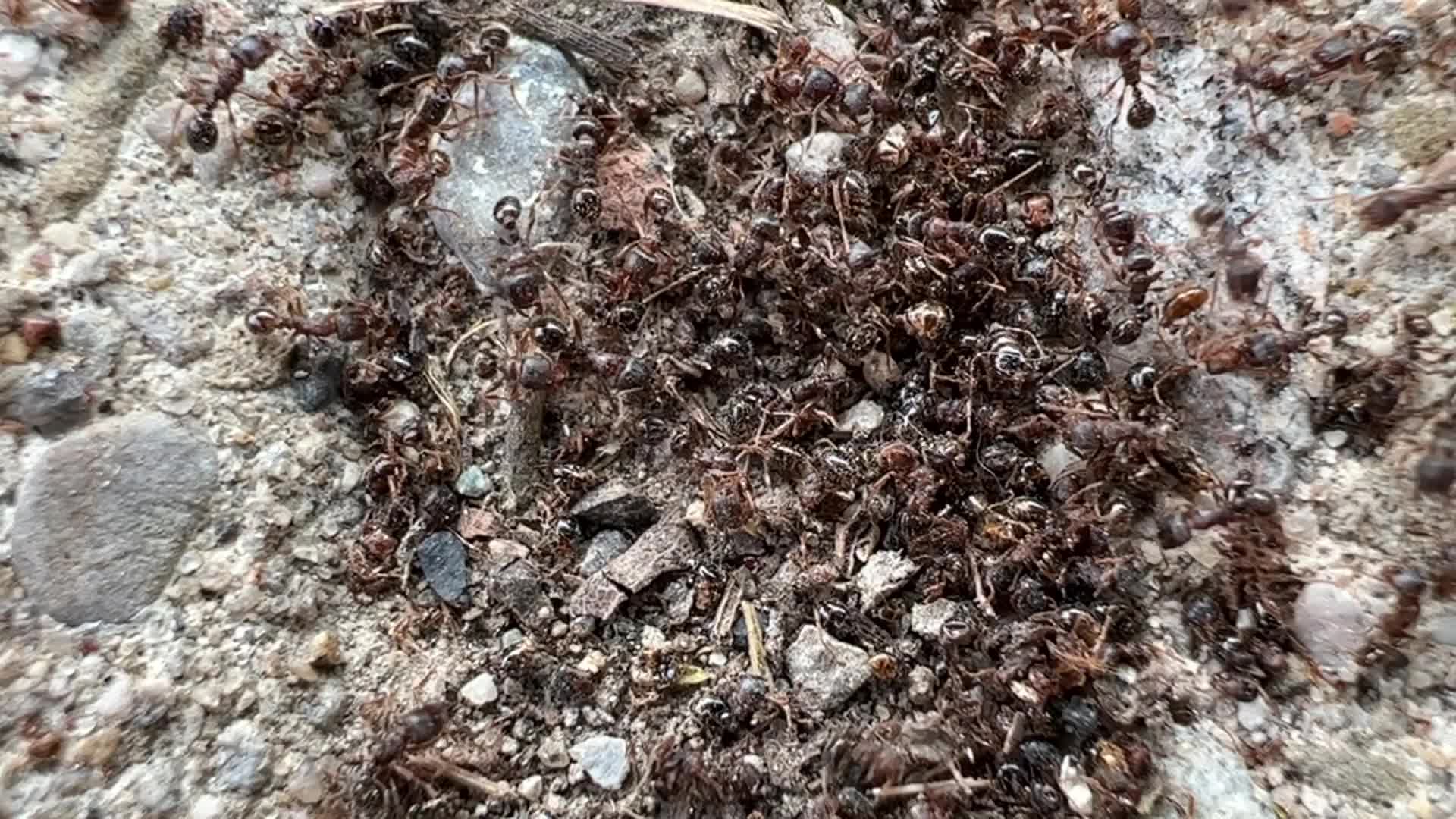 Ants