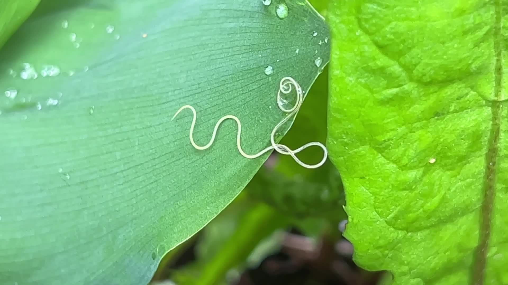Horsehair worm