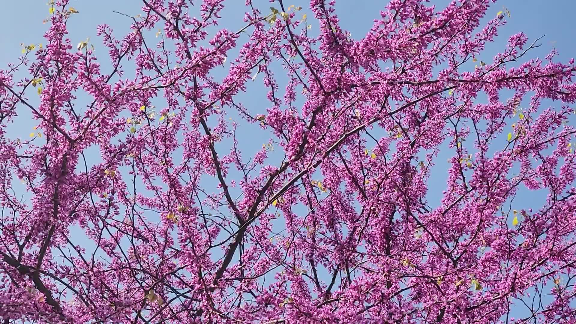Flowering trees during the Spring season