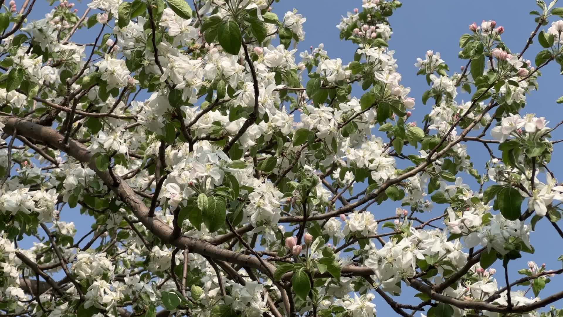 Flowering trees during the Spring season