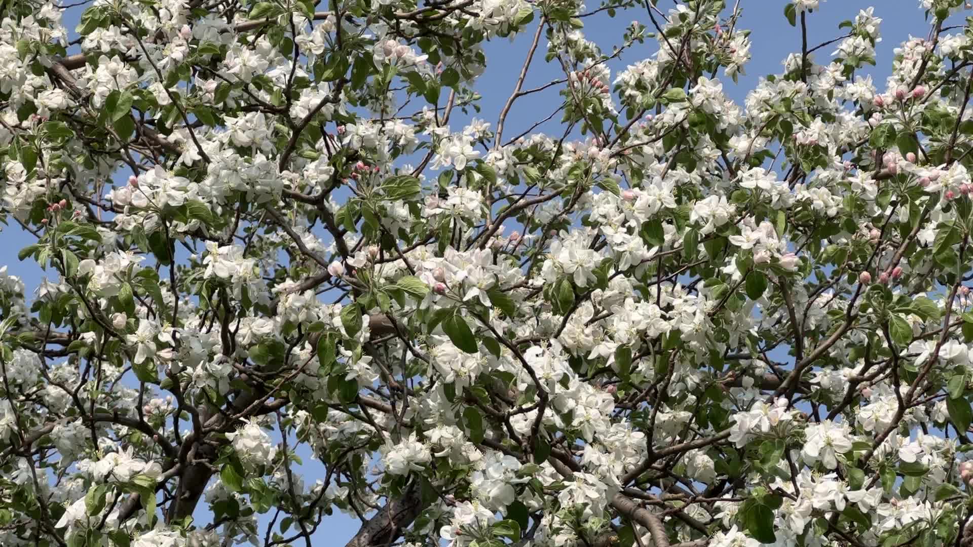 Flowering trees during the Spring season