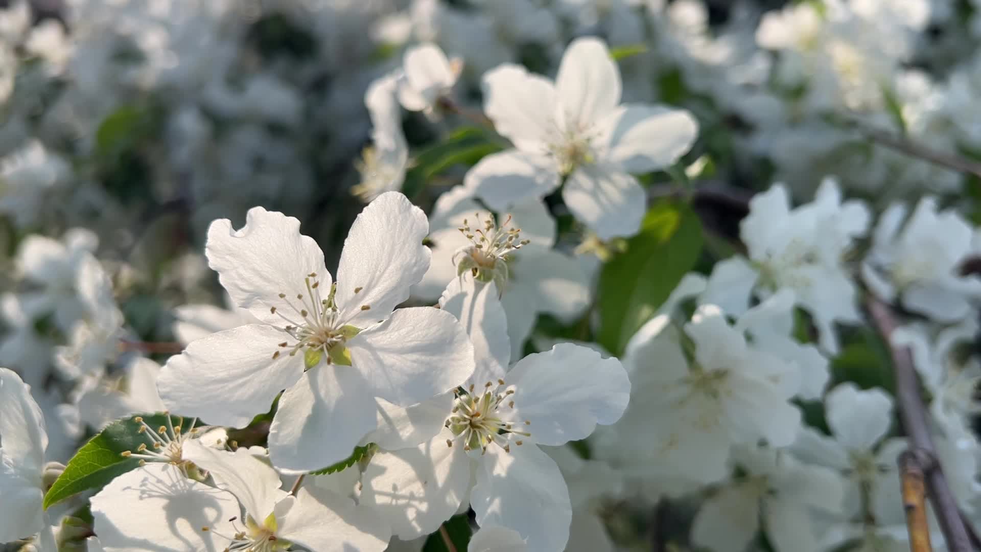 Flowering trees during the Spring season