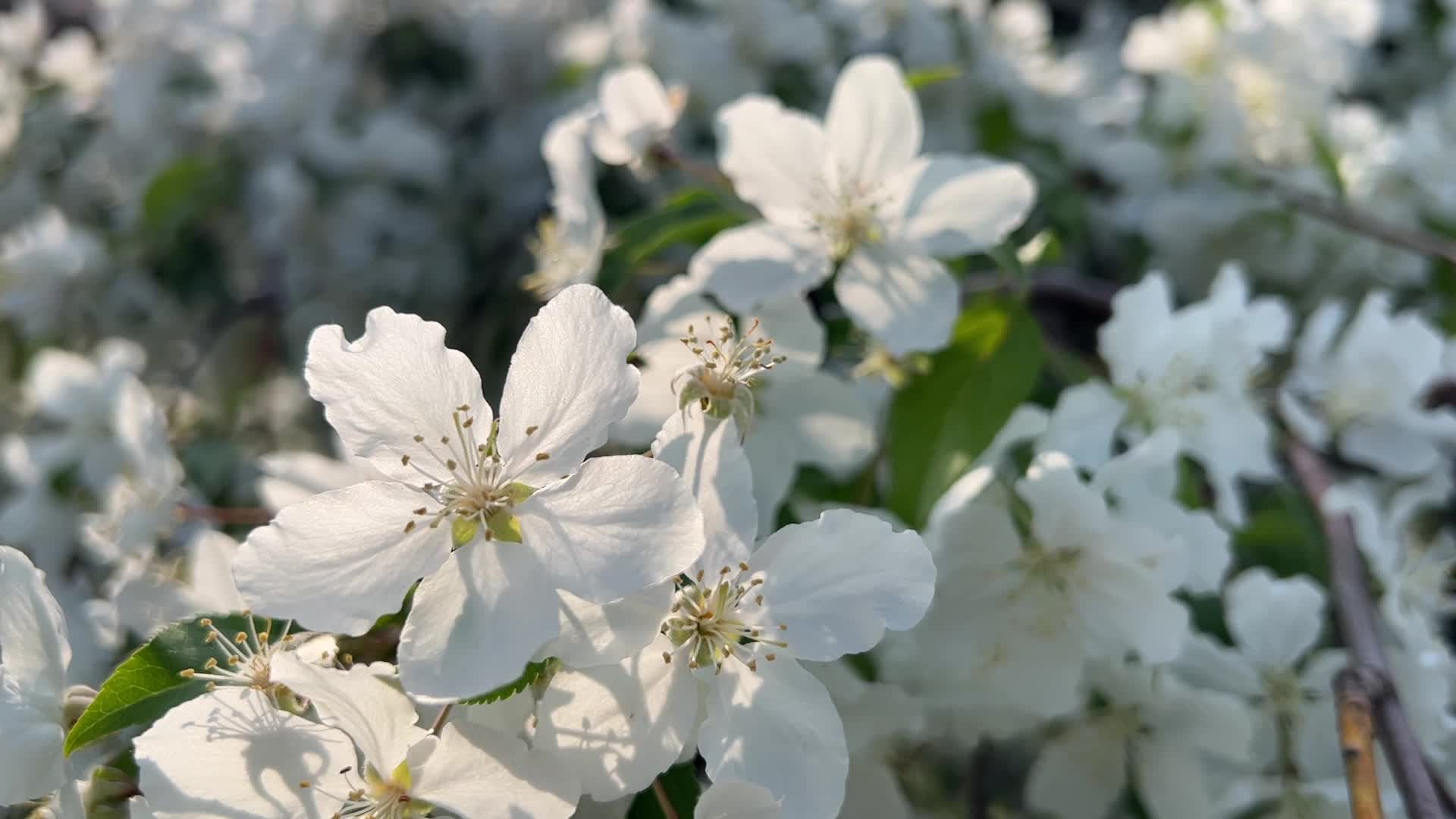 Flowering trees during the Spring season