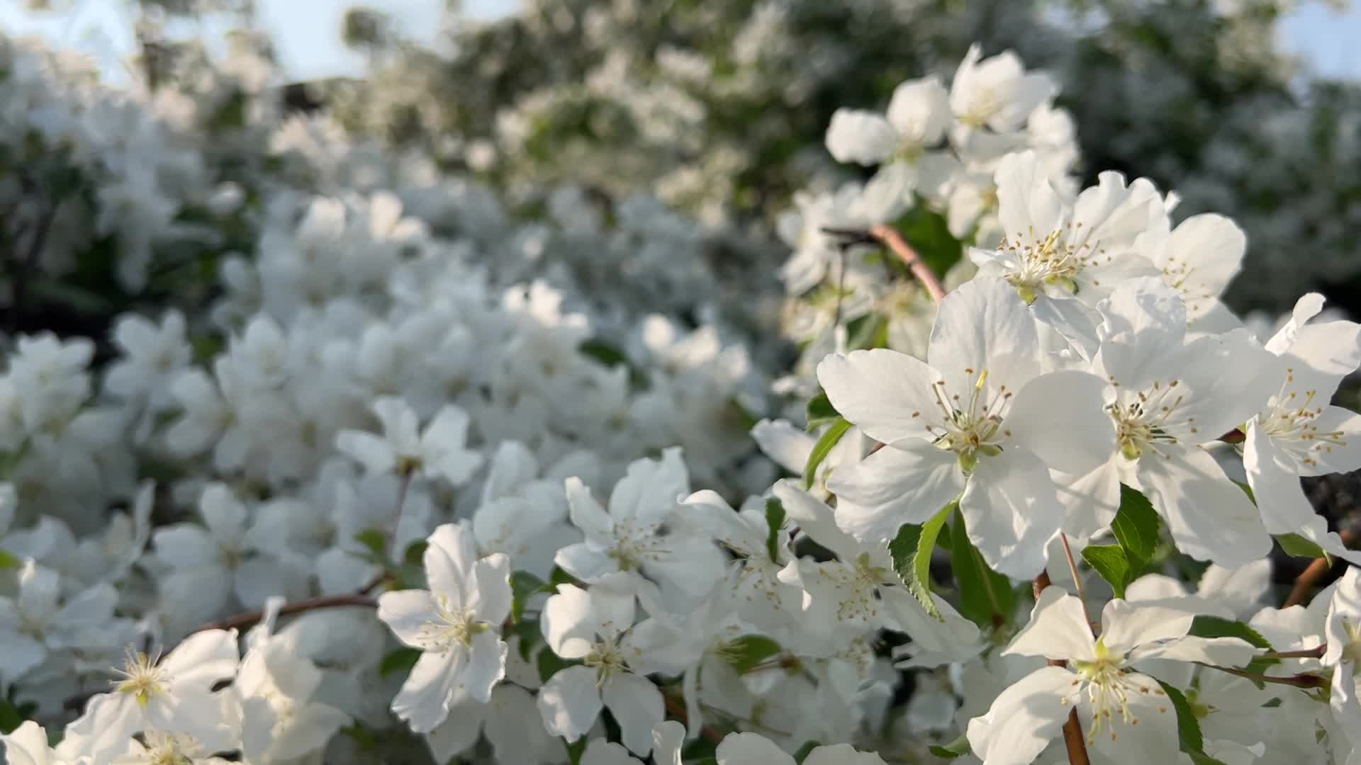 Flowering trees during the Spring season