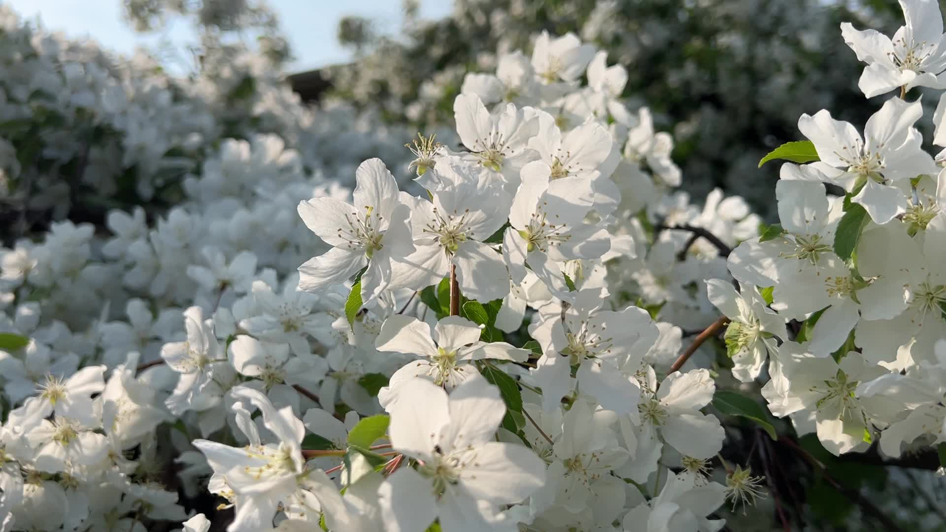 Flowering trees during the Spring season