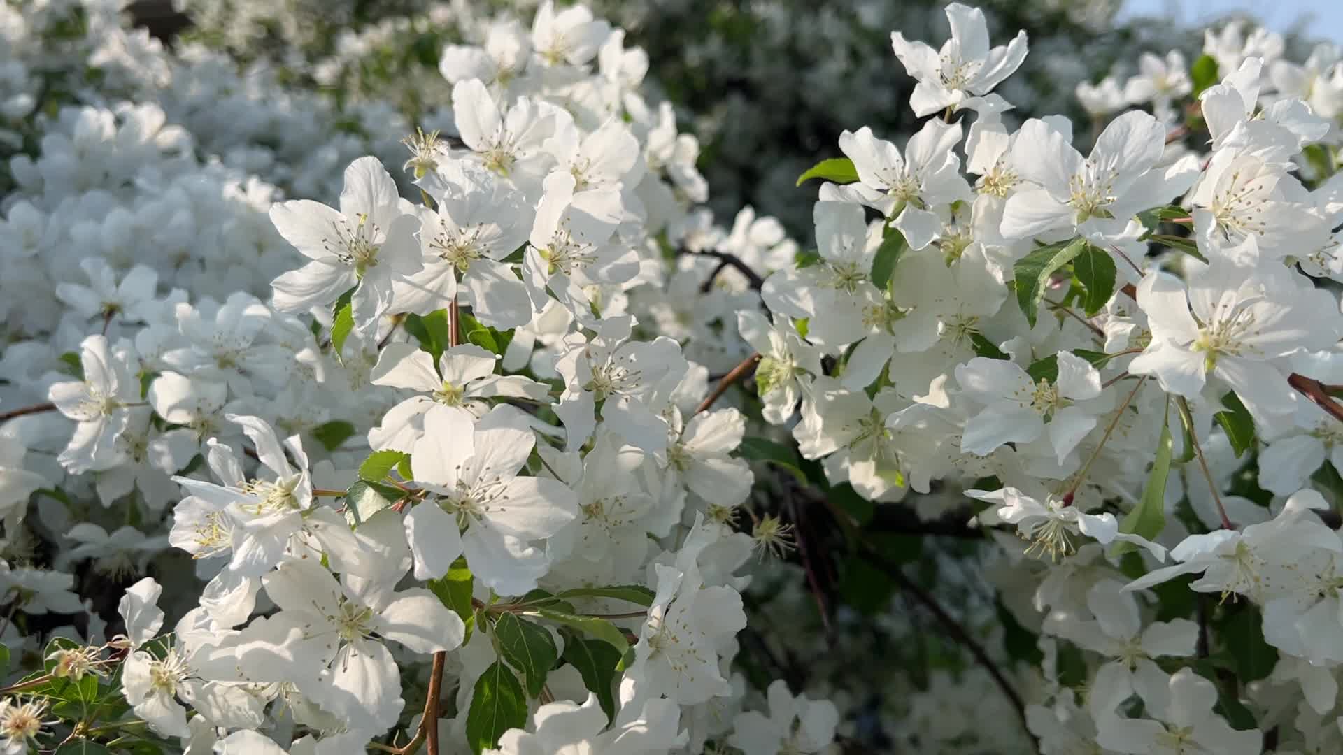 Flowering trees during the Spring season