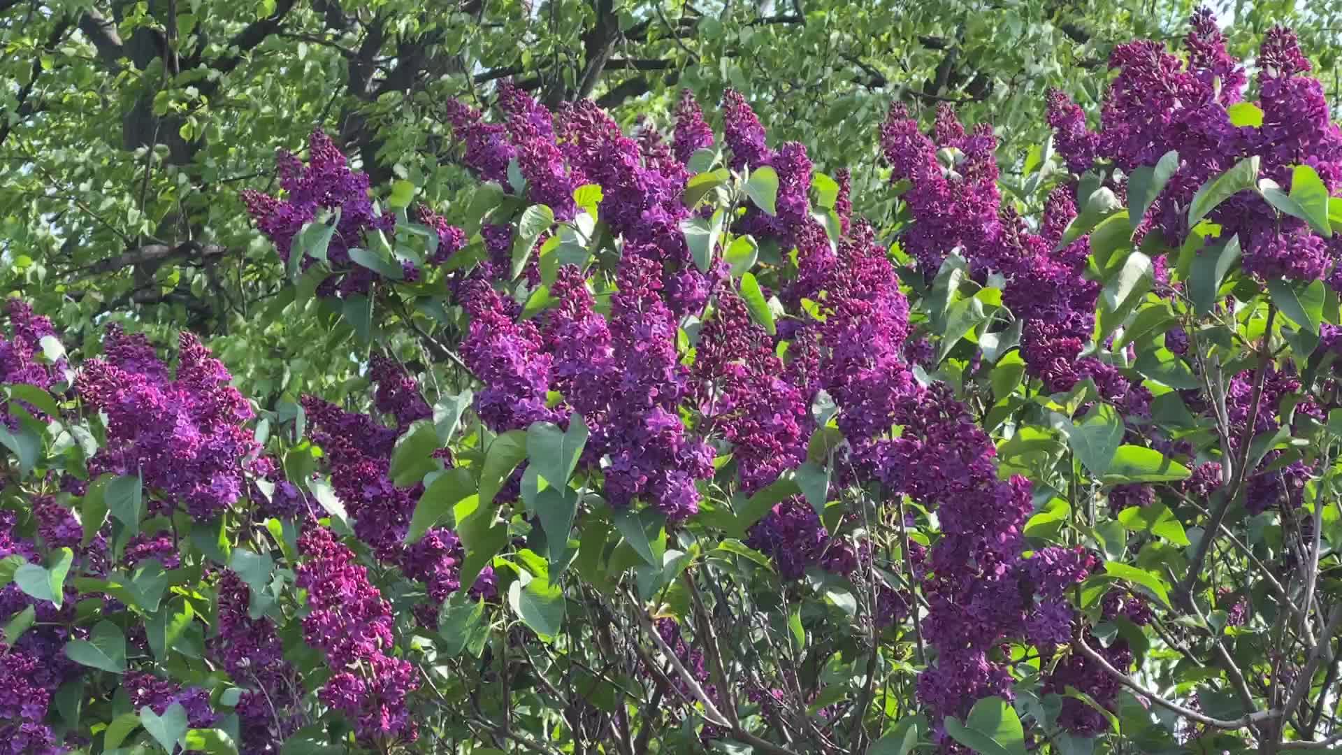 Flowering trees during the Spring season