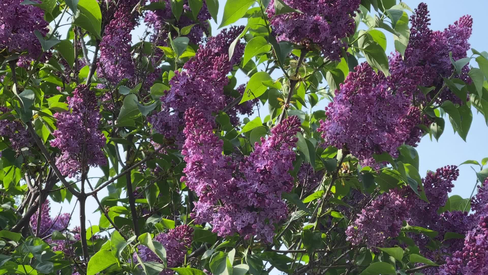 Flowering trees during the Spring season