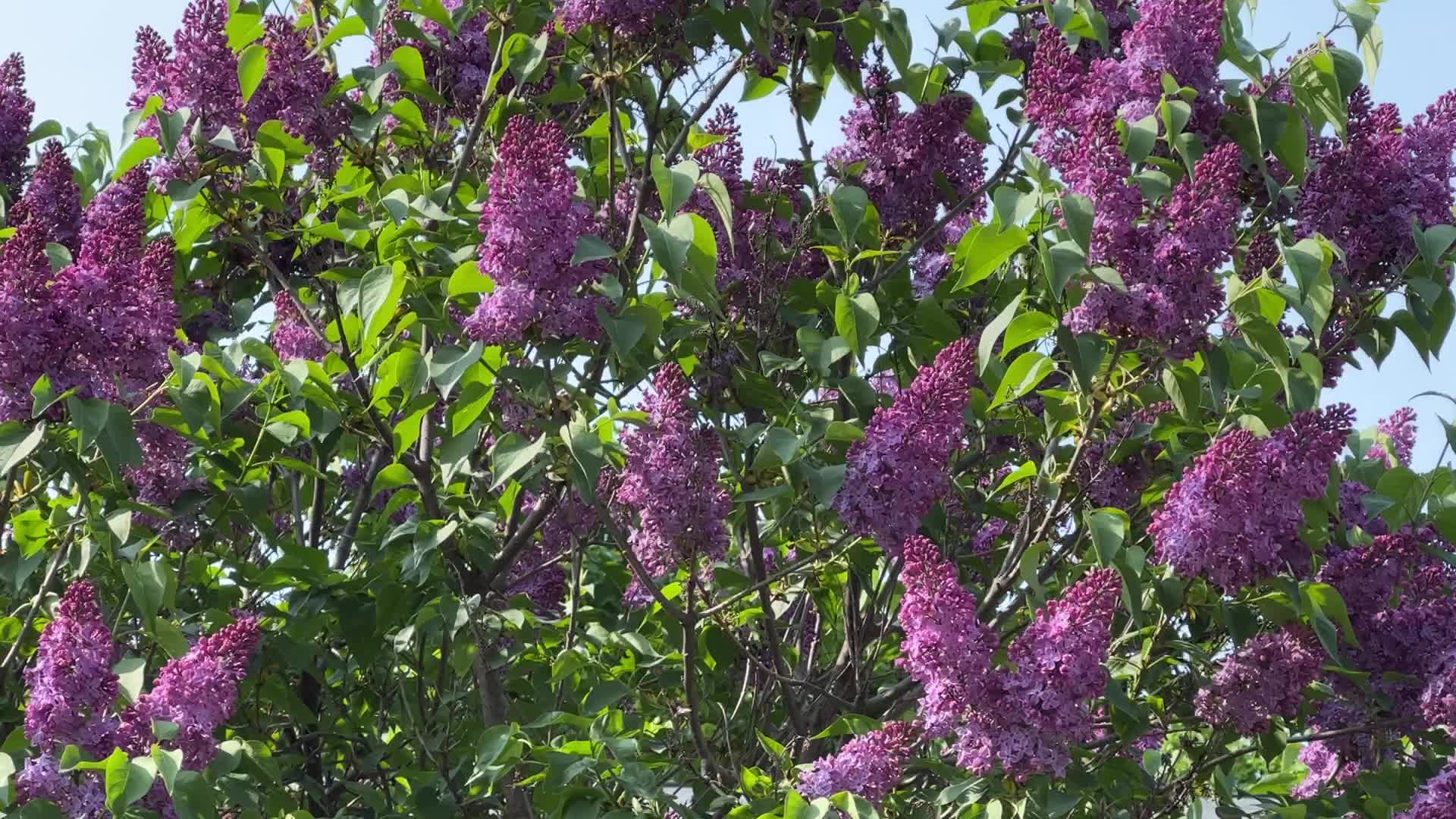 Flowering trees during the Spring season
