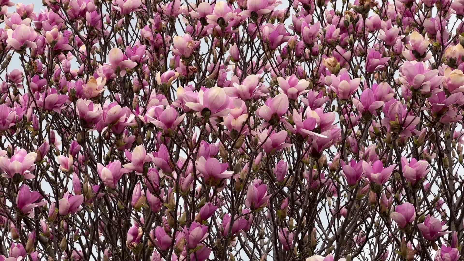 Flowering trees during the Spring season