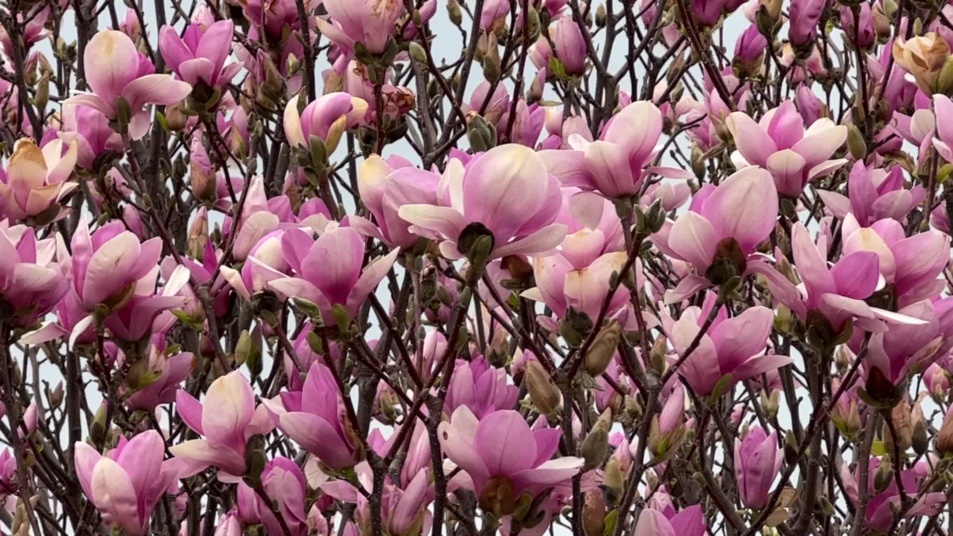 Flowering trees during the Spring season