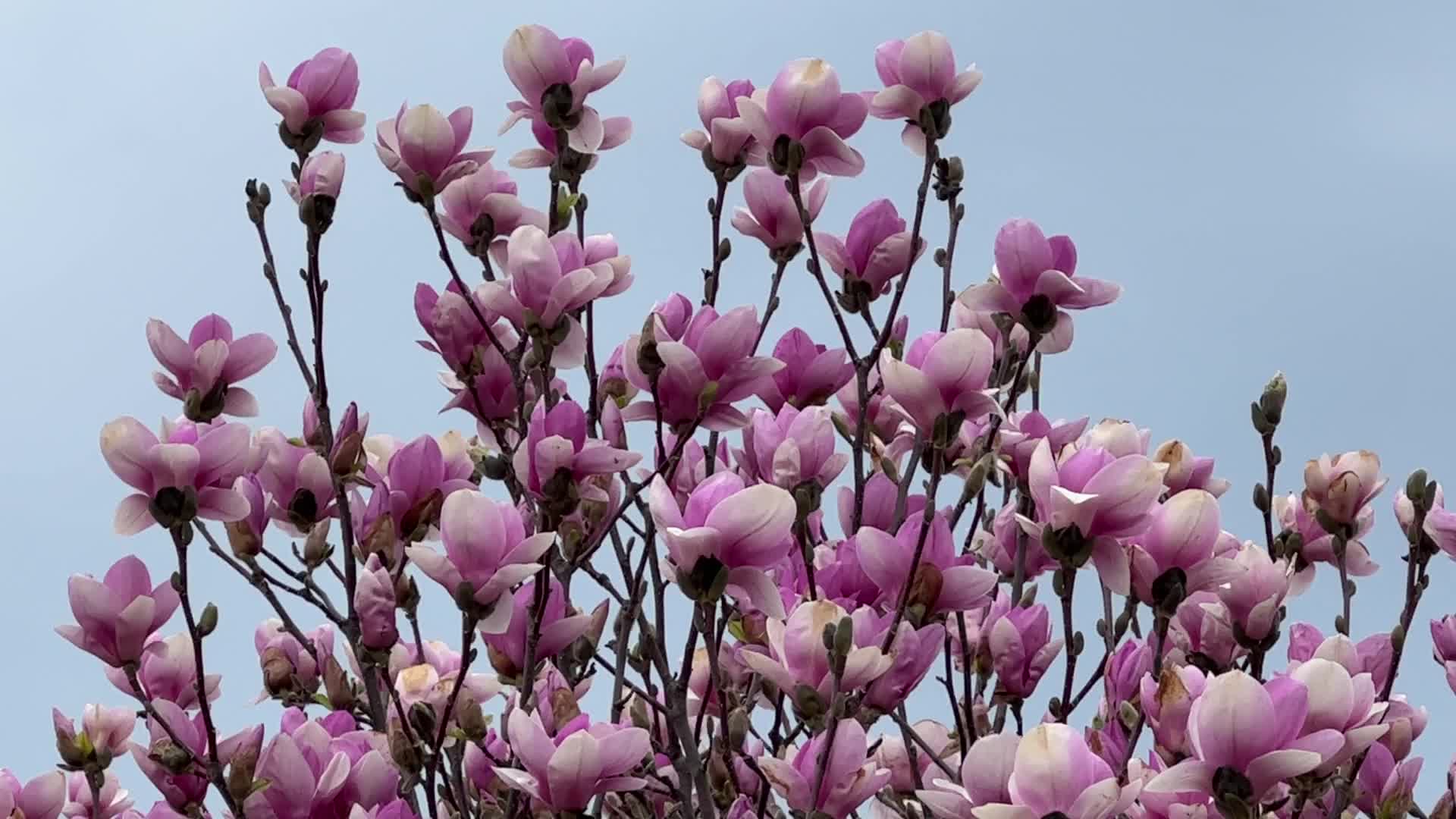 Flowering trees during the Spring season