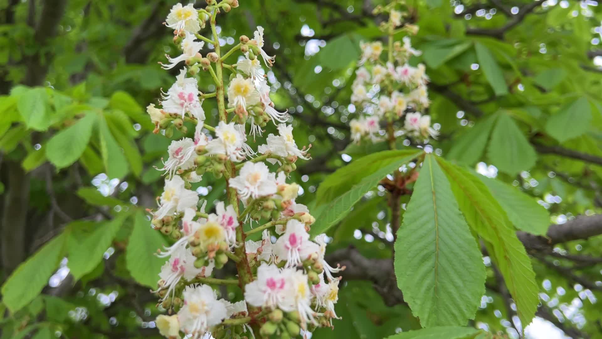 Flowering trees during the Spring season