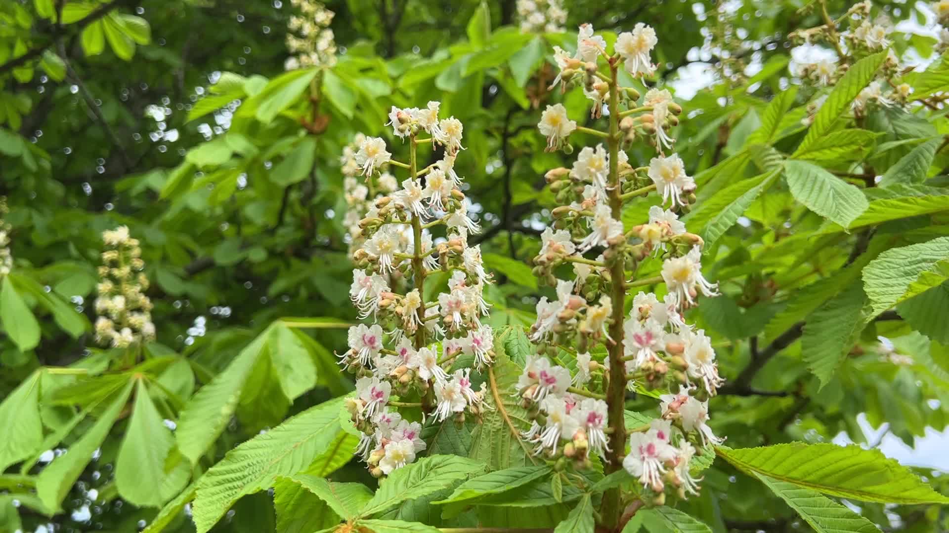 Flowering trees during the Spring season