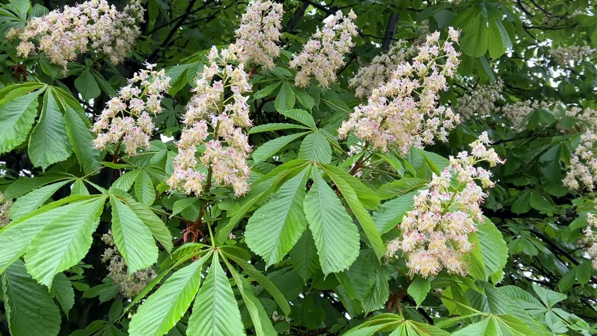 Flowering trees during the Spring season