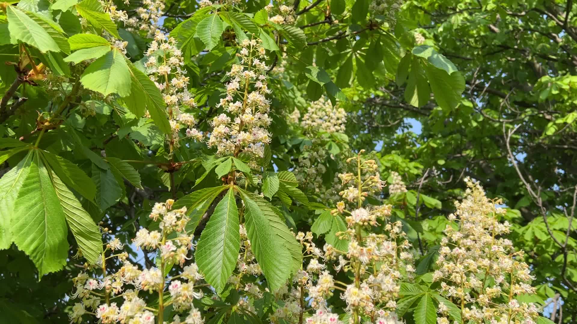 Flowering trees during the Spring season