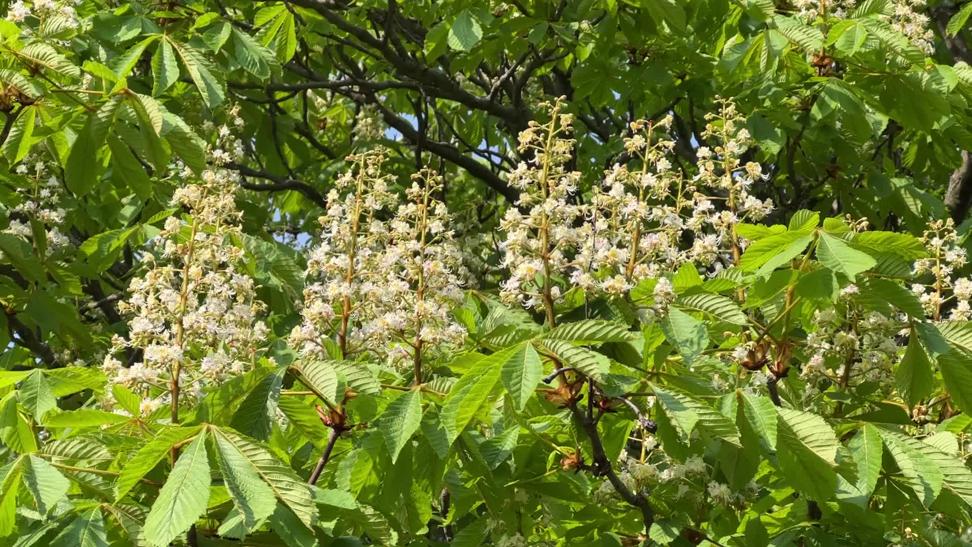 Flowering trees during the Spring season