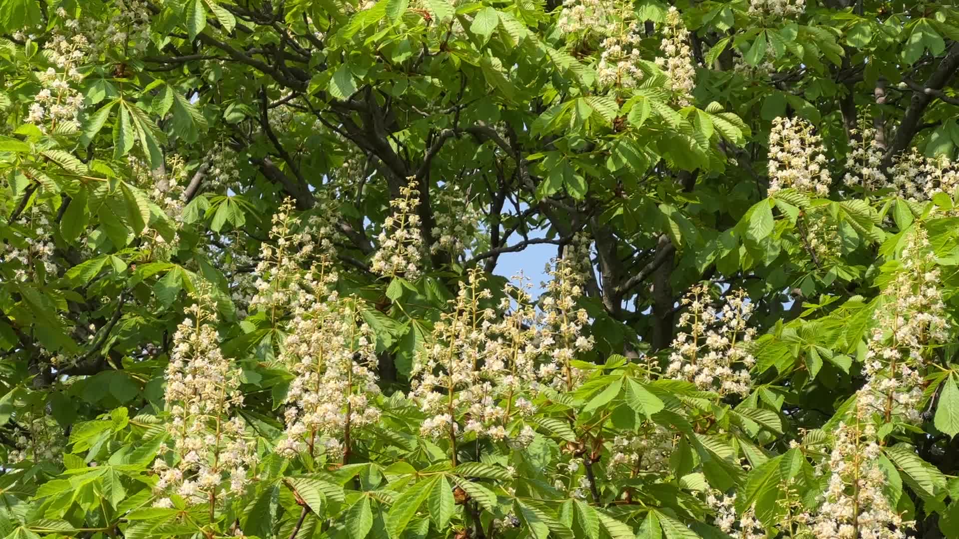 Flowering trees during the Spring season