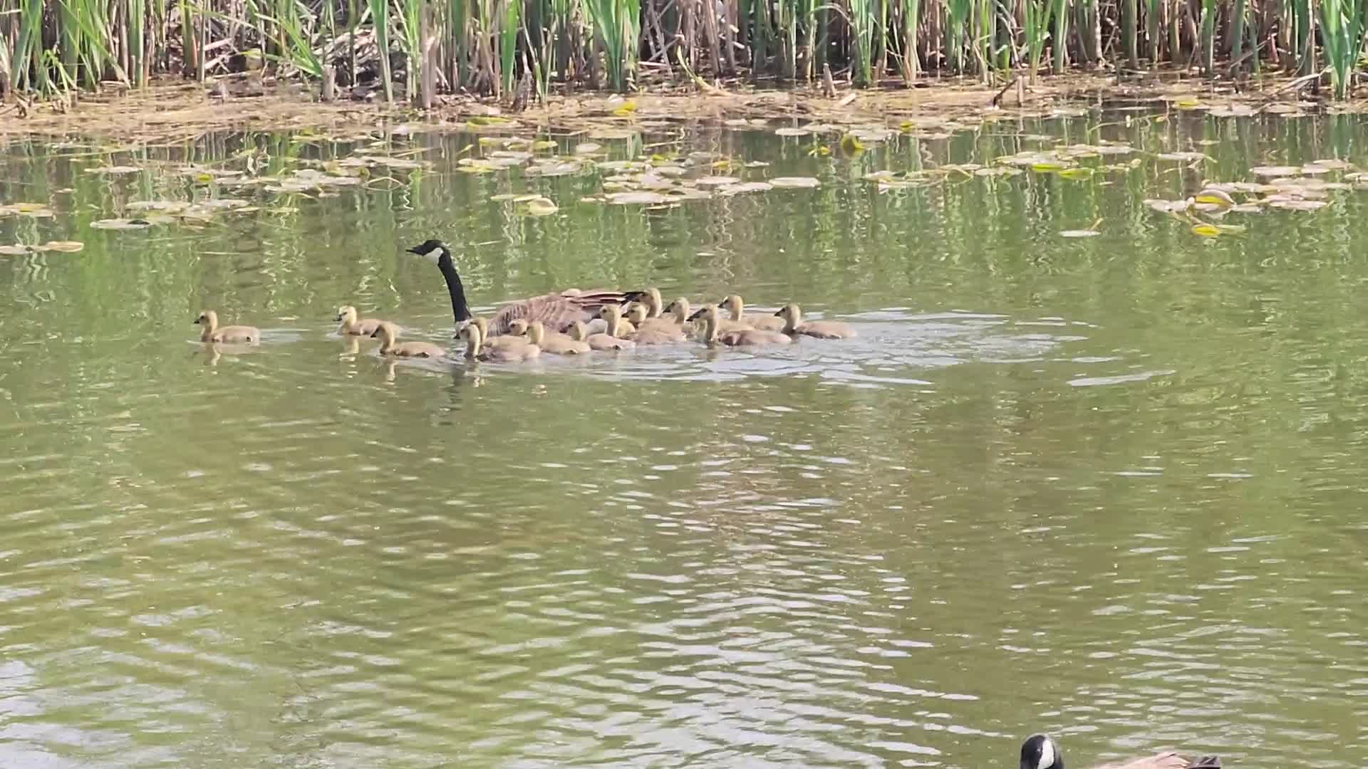 Canada Geese and goslings