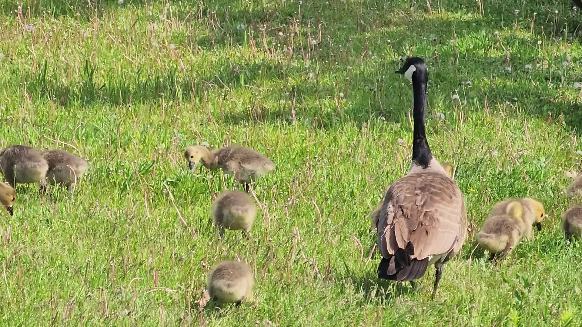 Canada Geese and goslings