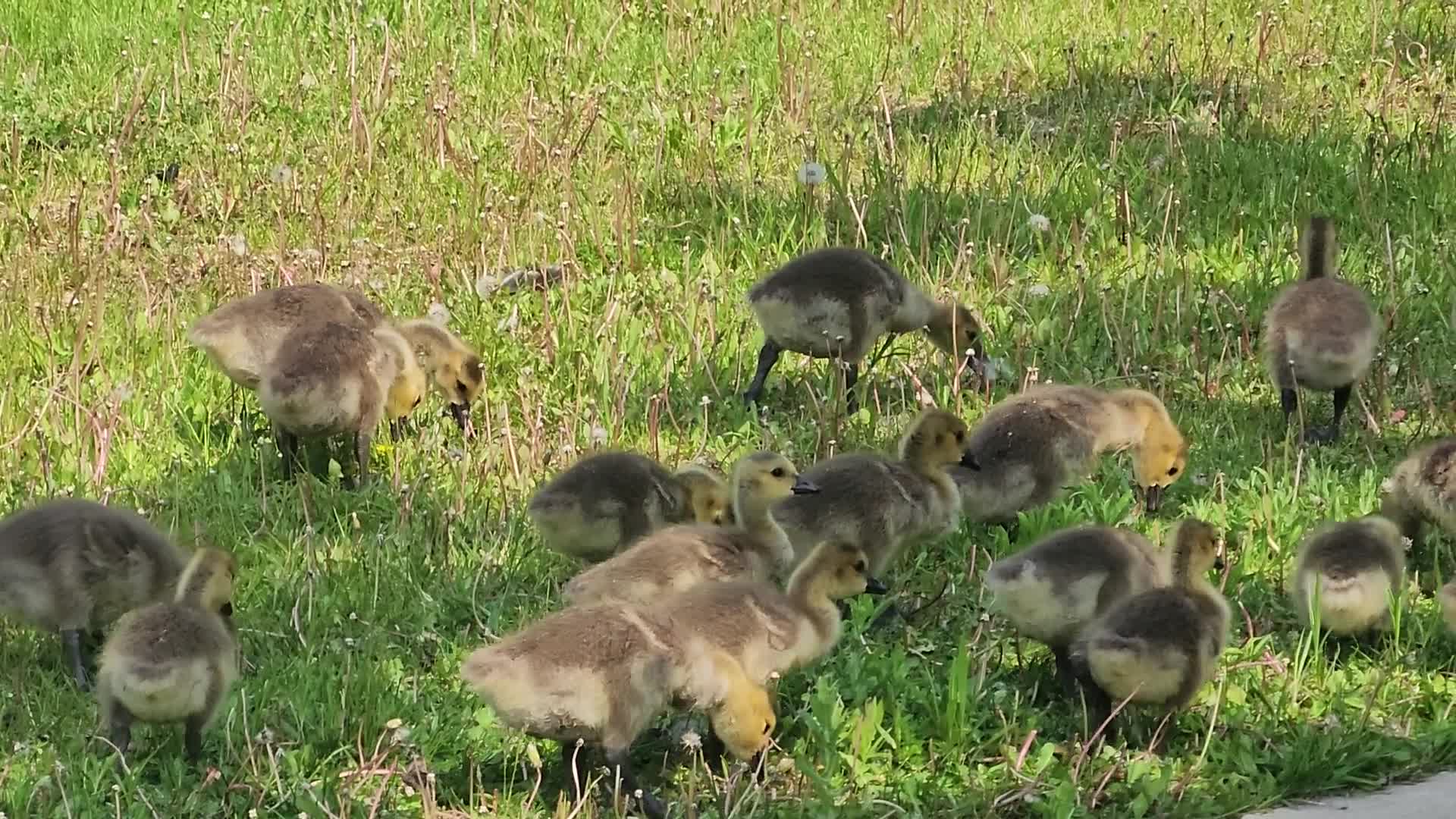 Canada Geese and goslings
