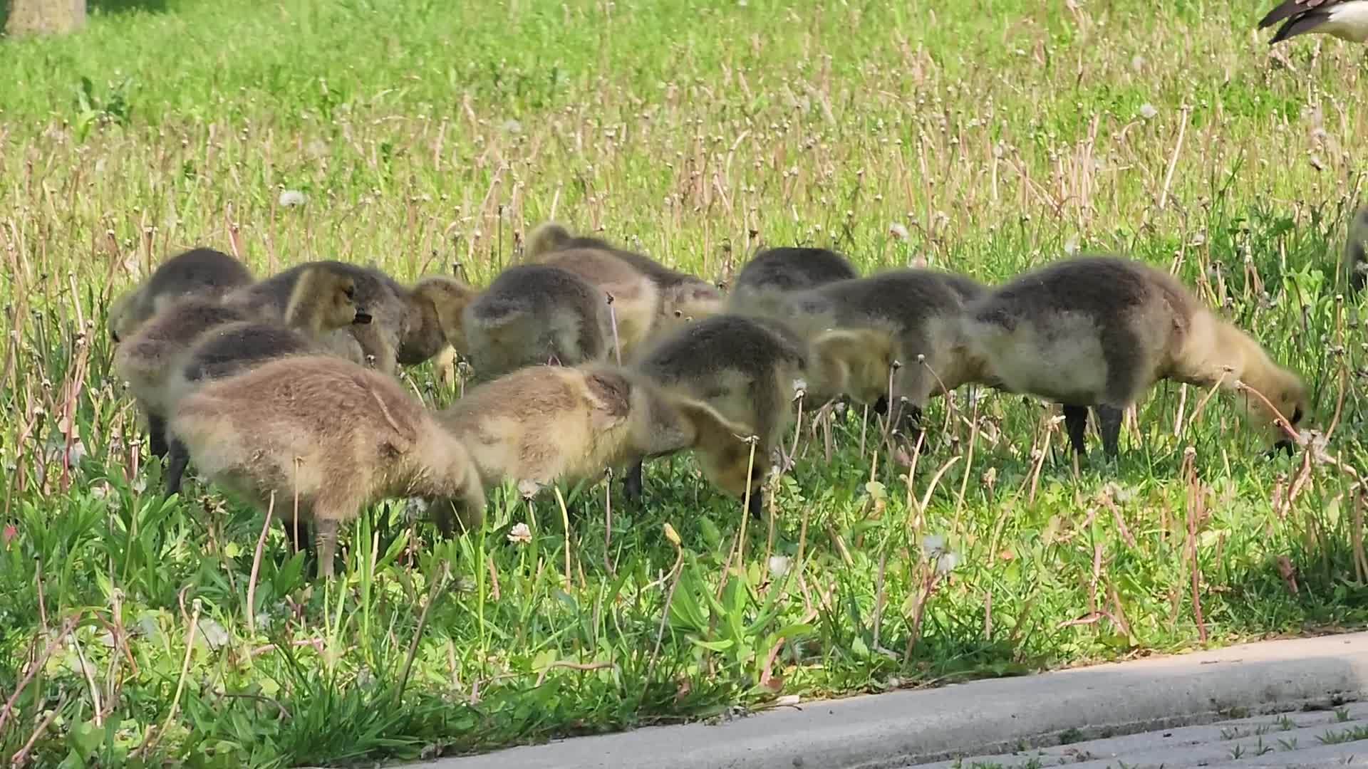 Canada Geese and goslings