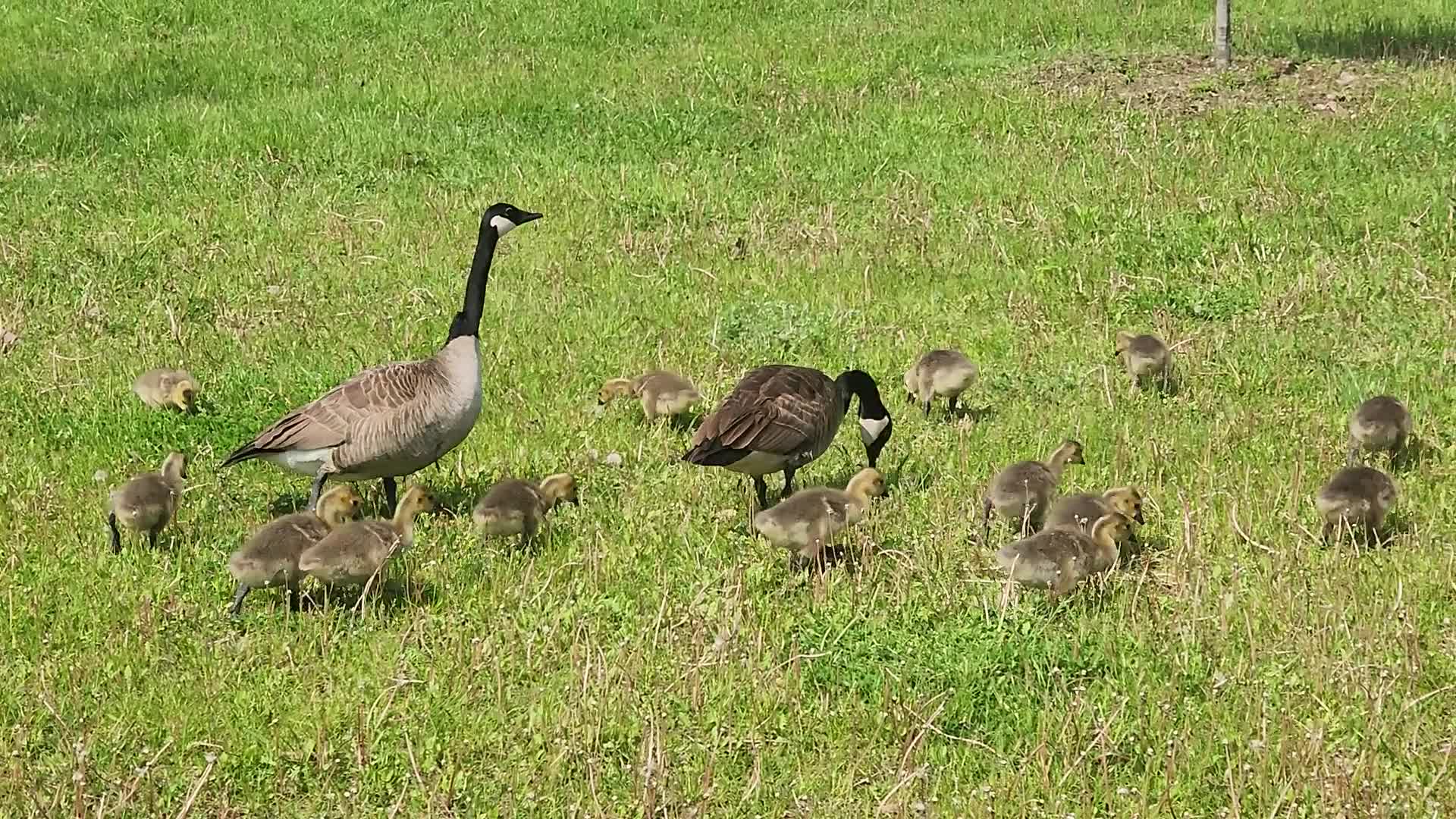 Canada Geese and goslings