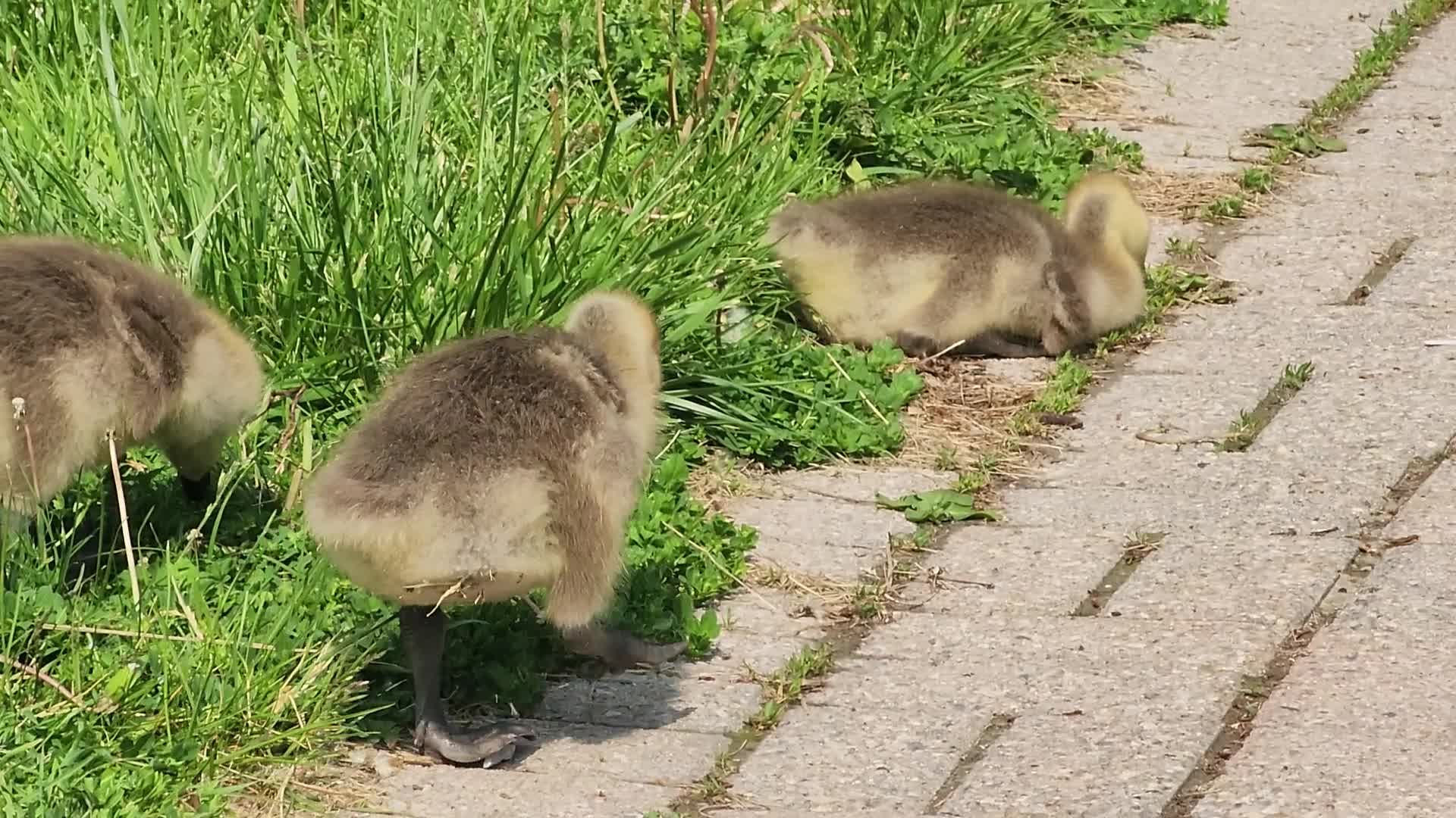 Canada Geese and goslings