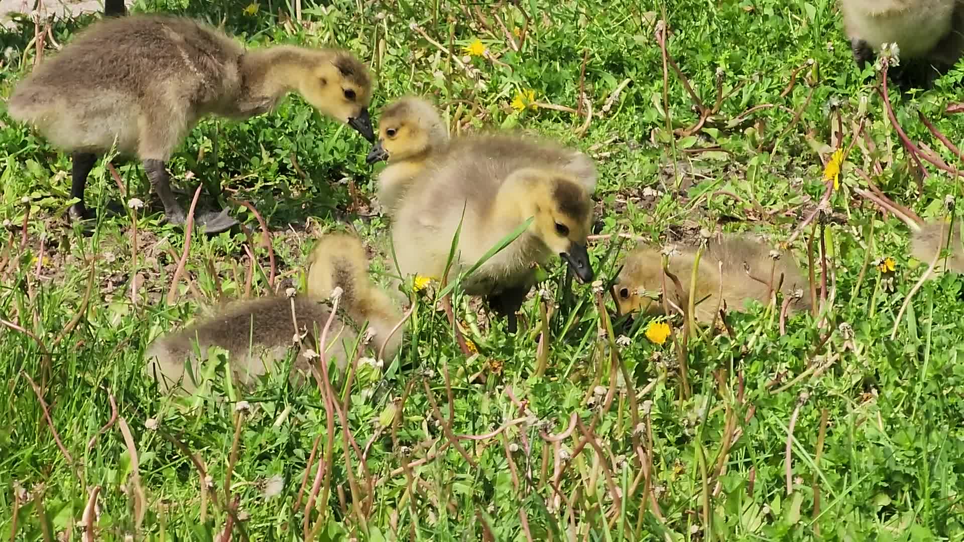 Canada Geese and goslings