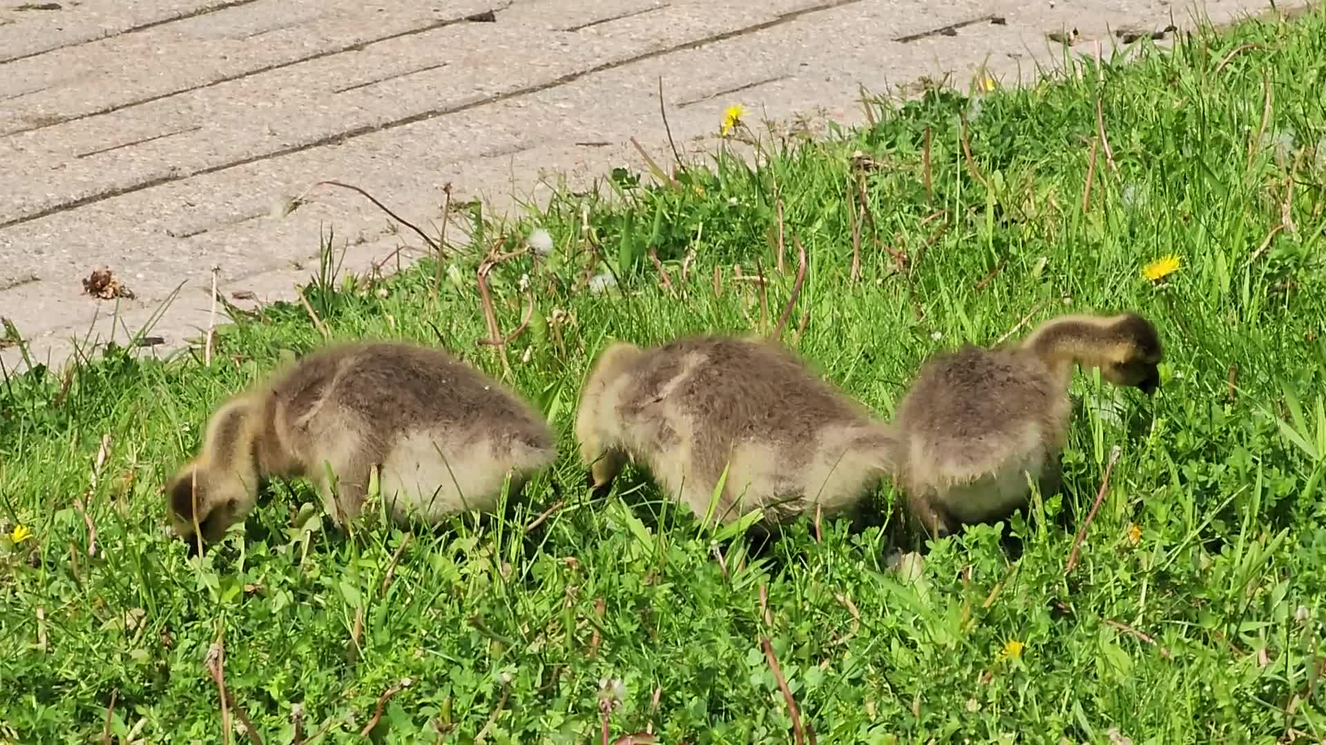 Canada Geese and goslings