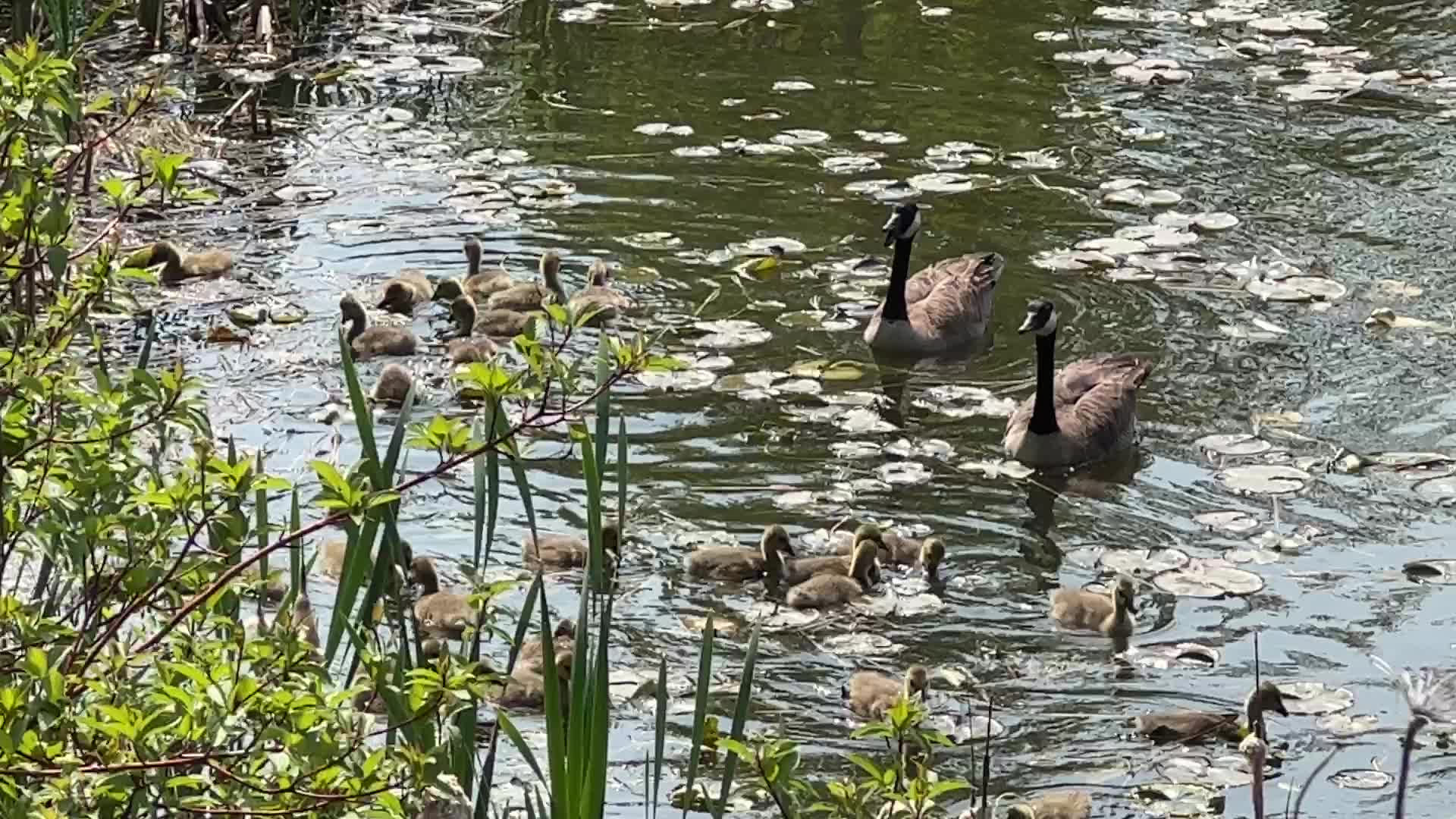 Canada Geese and goslings