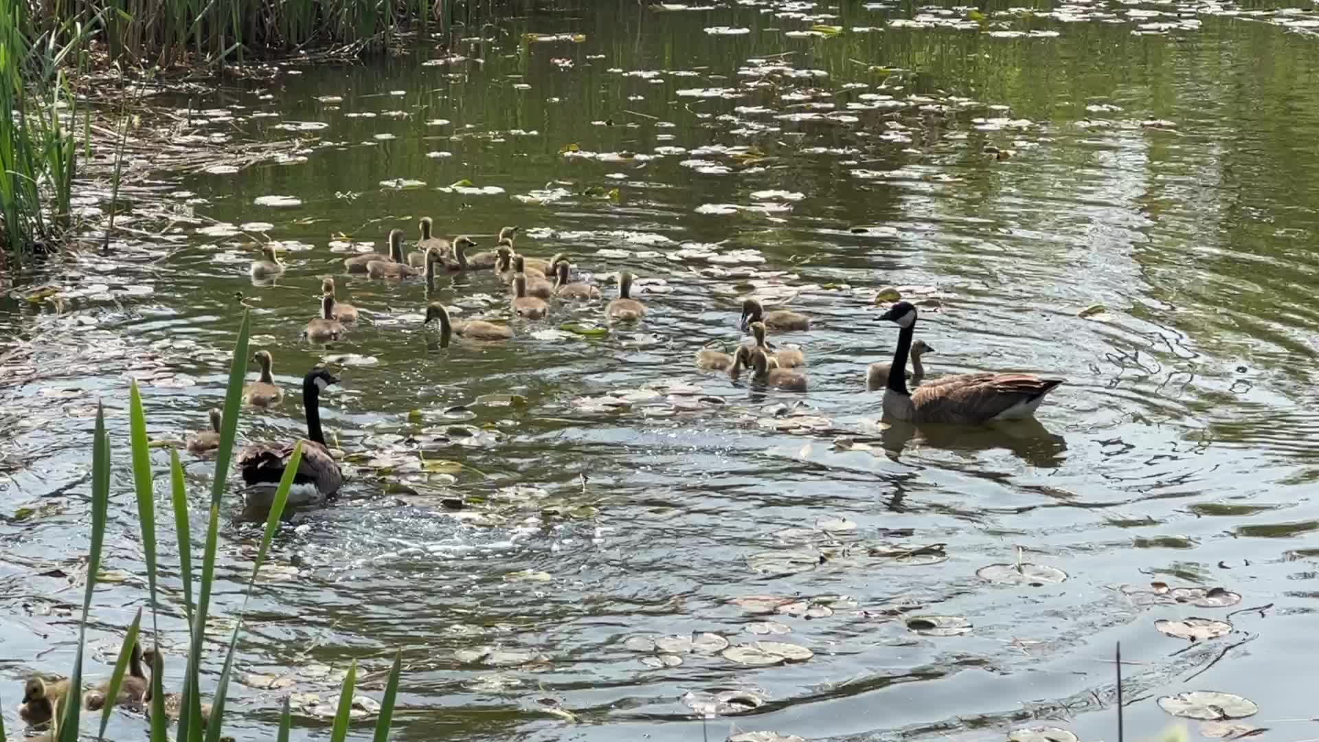 Canada Geese and goslings
