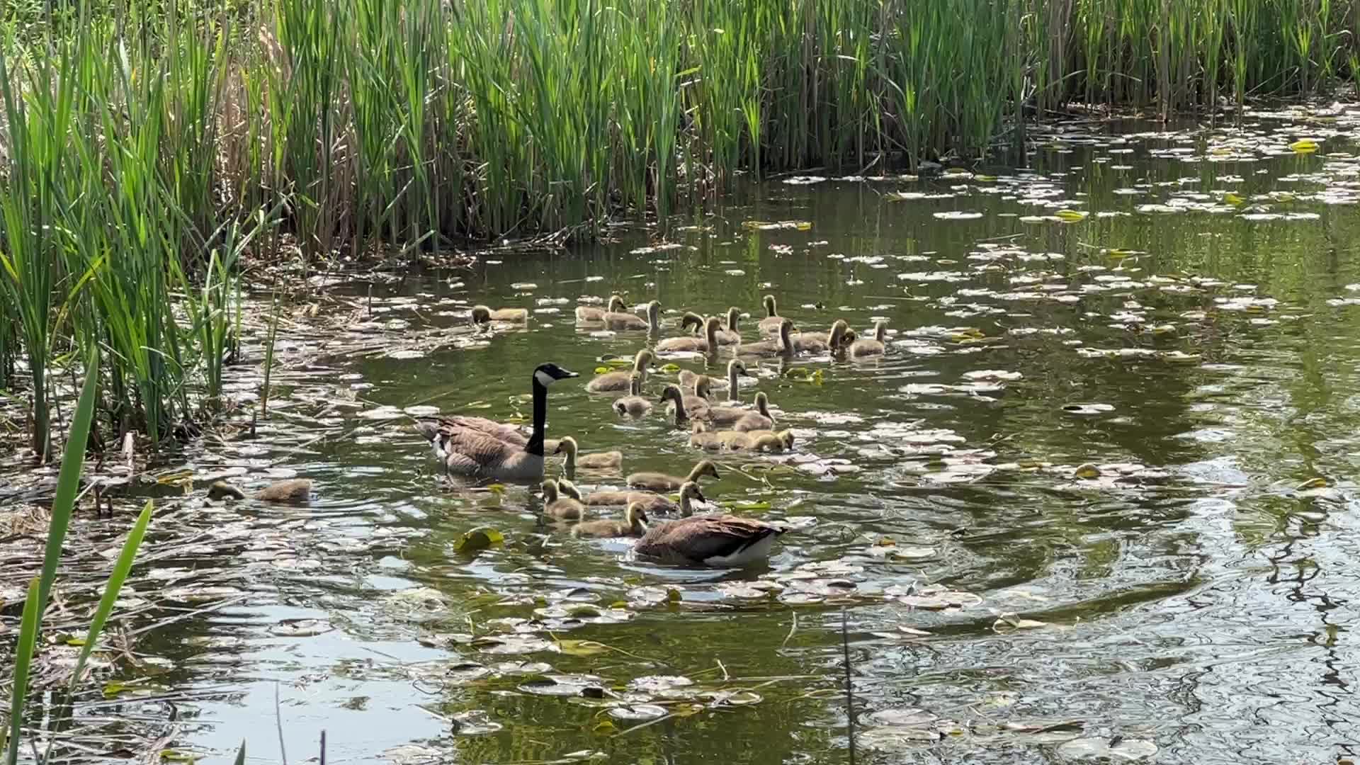 Canada Geese and goslings