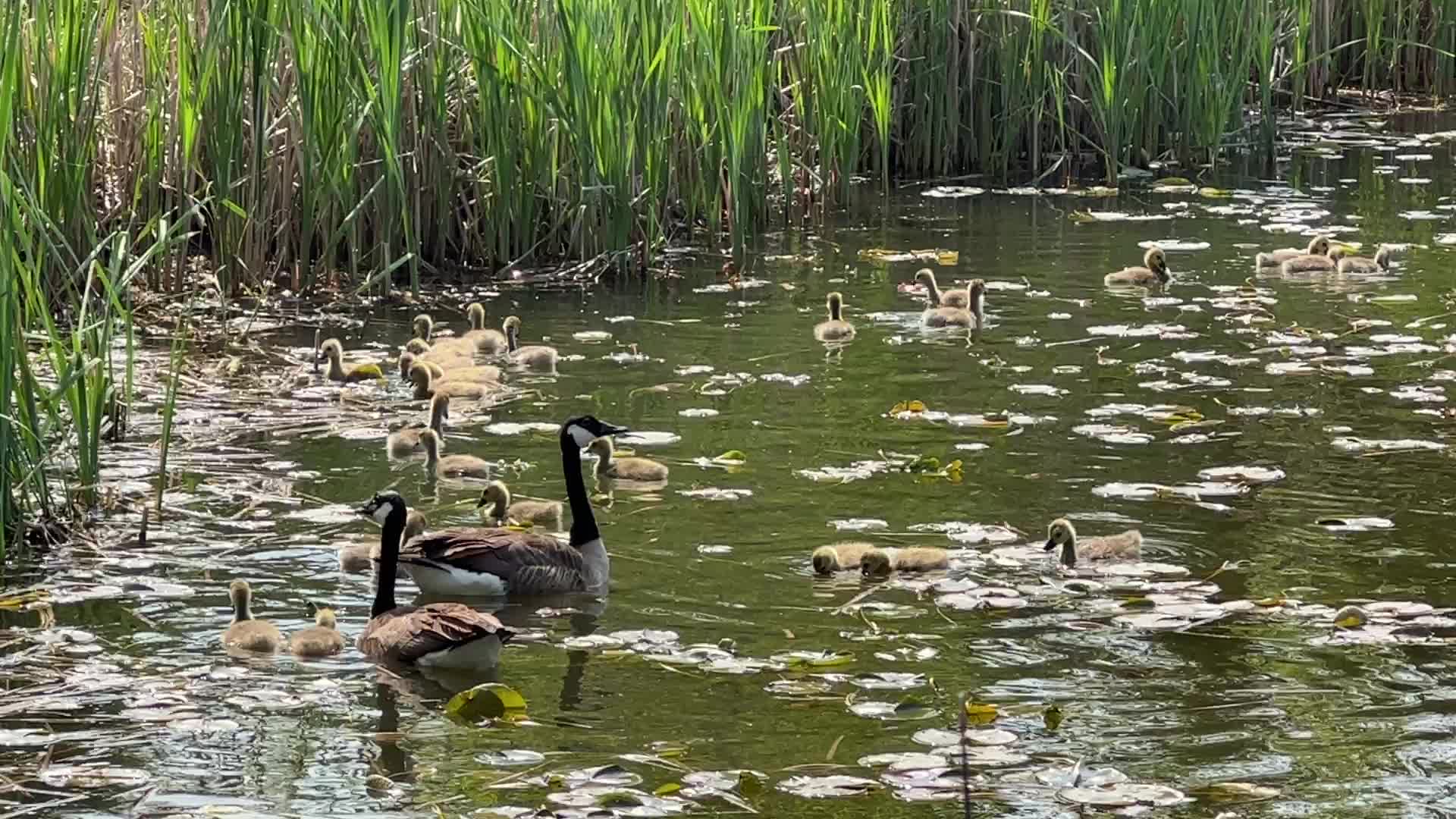Canada Geese and goslings