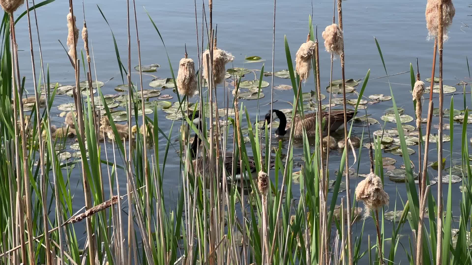 Canada Geese and goslings
