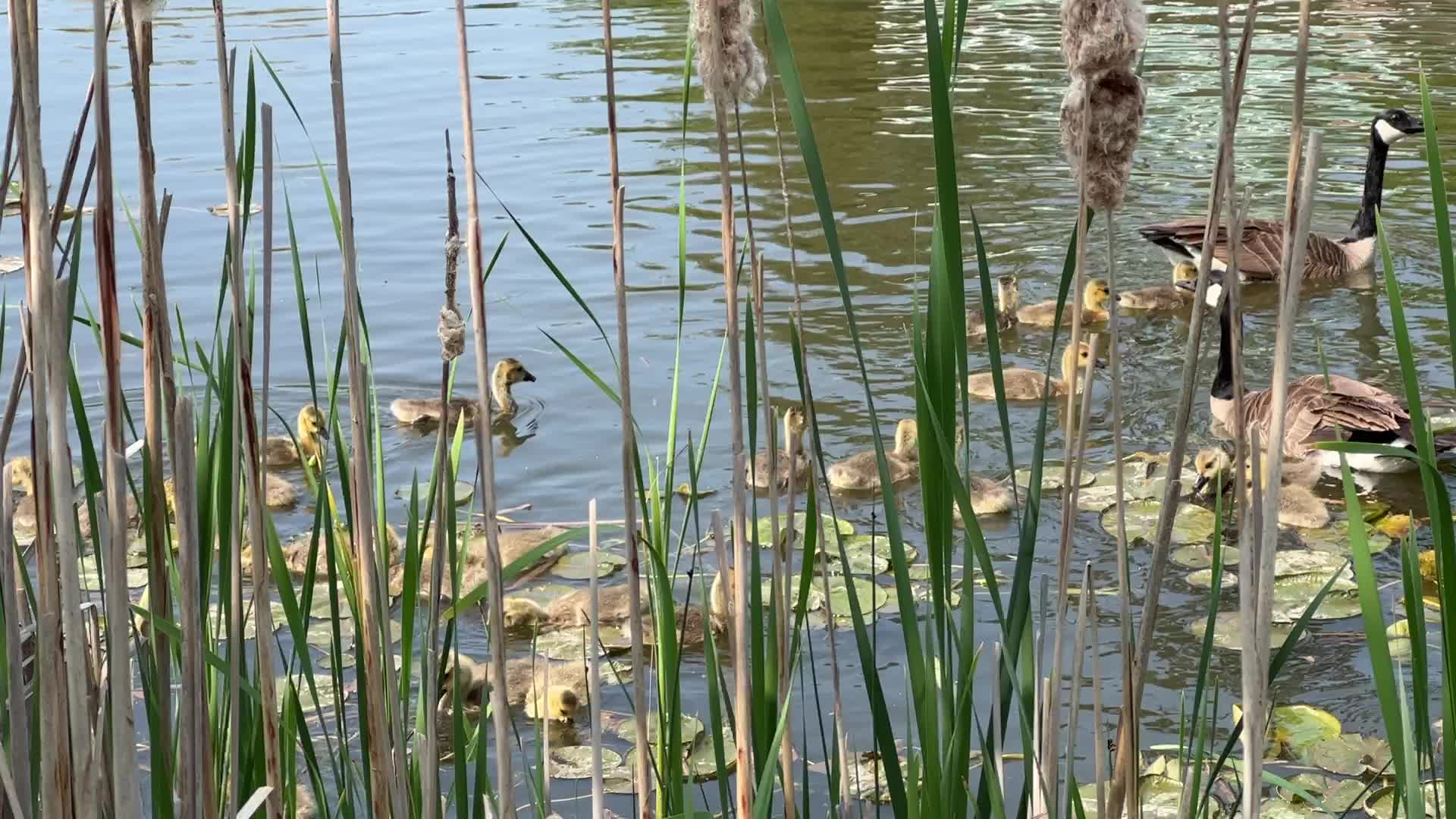 Canada Geese and goslings