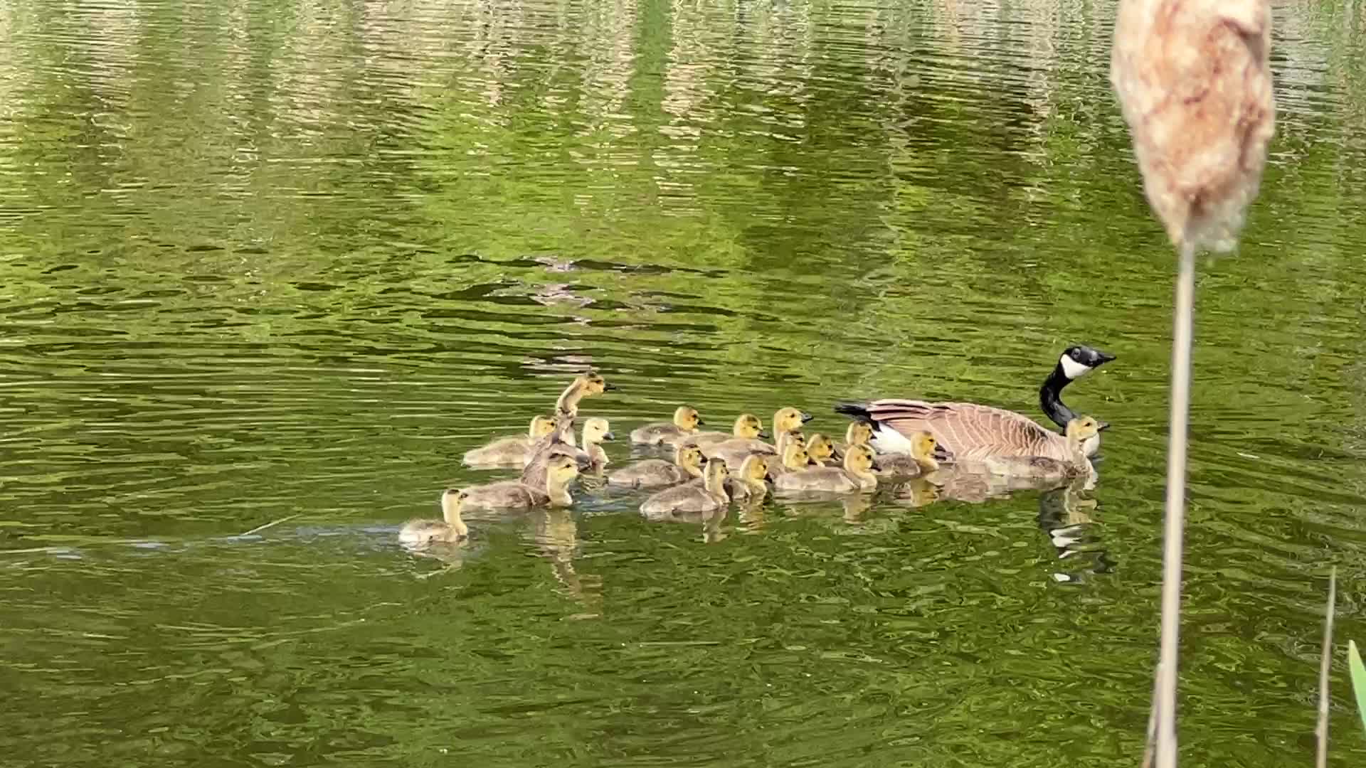 Canada Geese and goslings