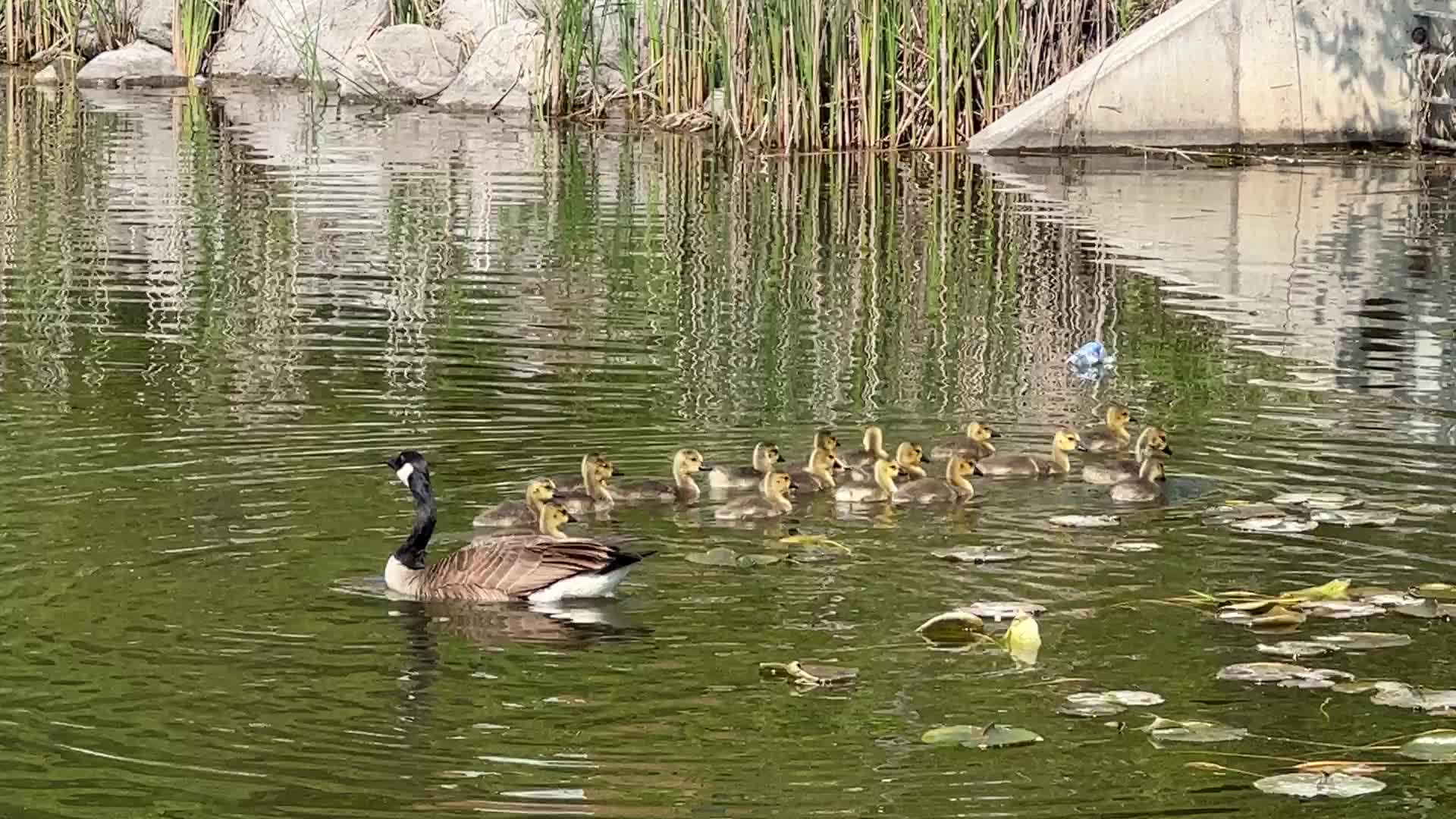 Canada Geese and goslings