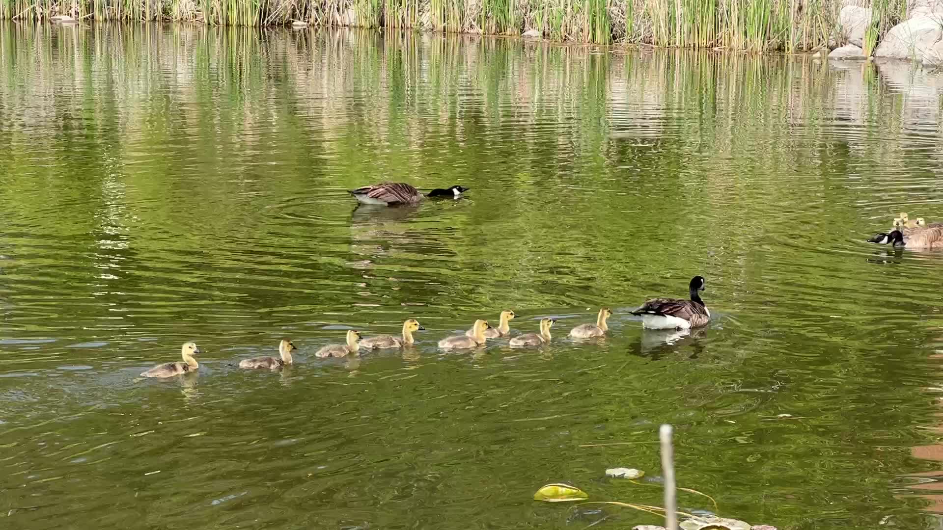 Canada Geese and goslings