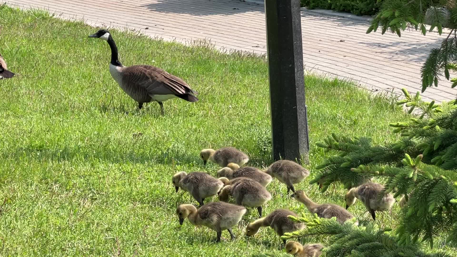 Canada Geese and goslings