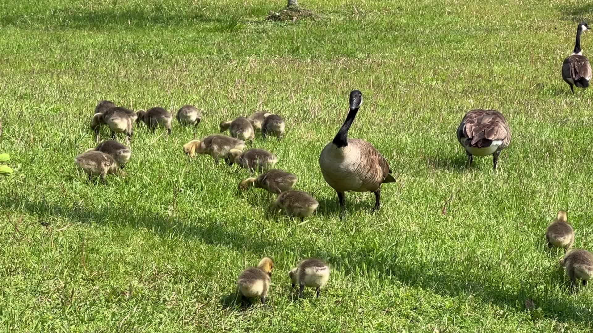 Canada Geese and goslings