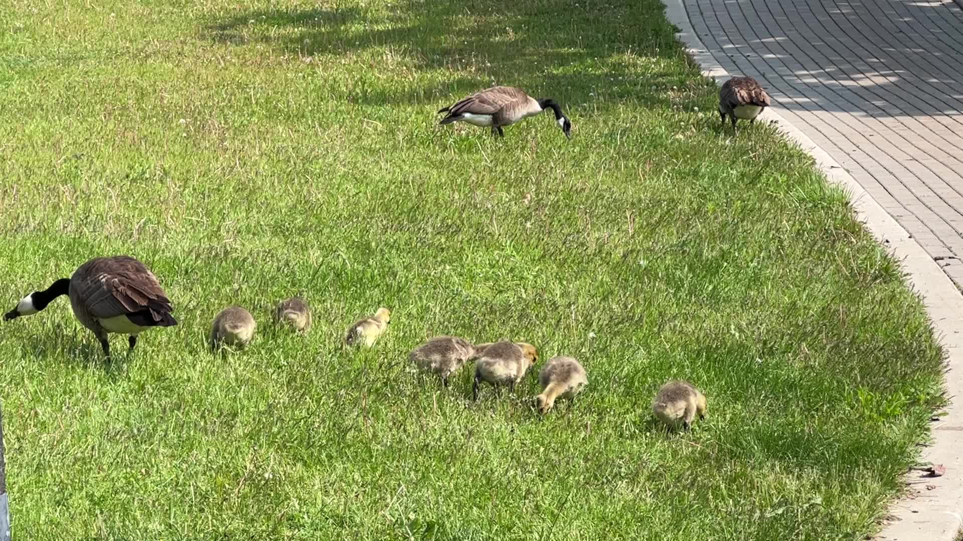 Canada Geese and goslings