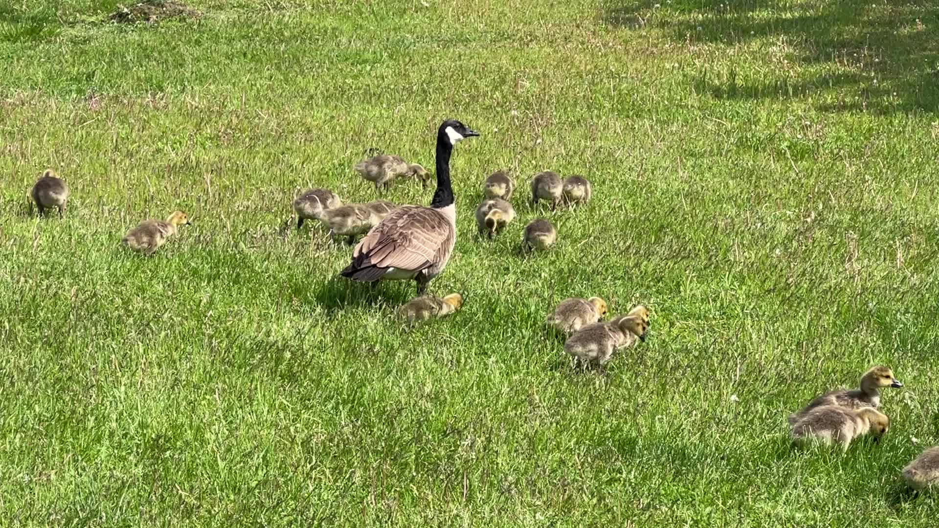 Canada Geese and goslings
