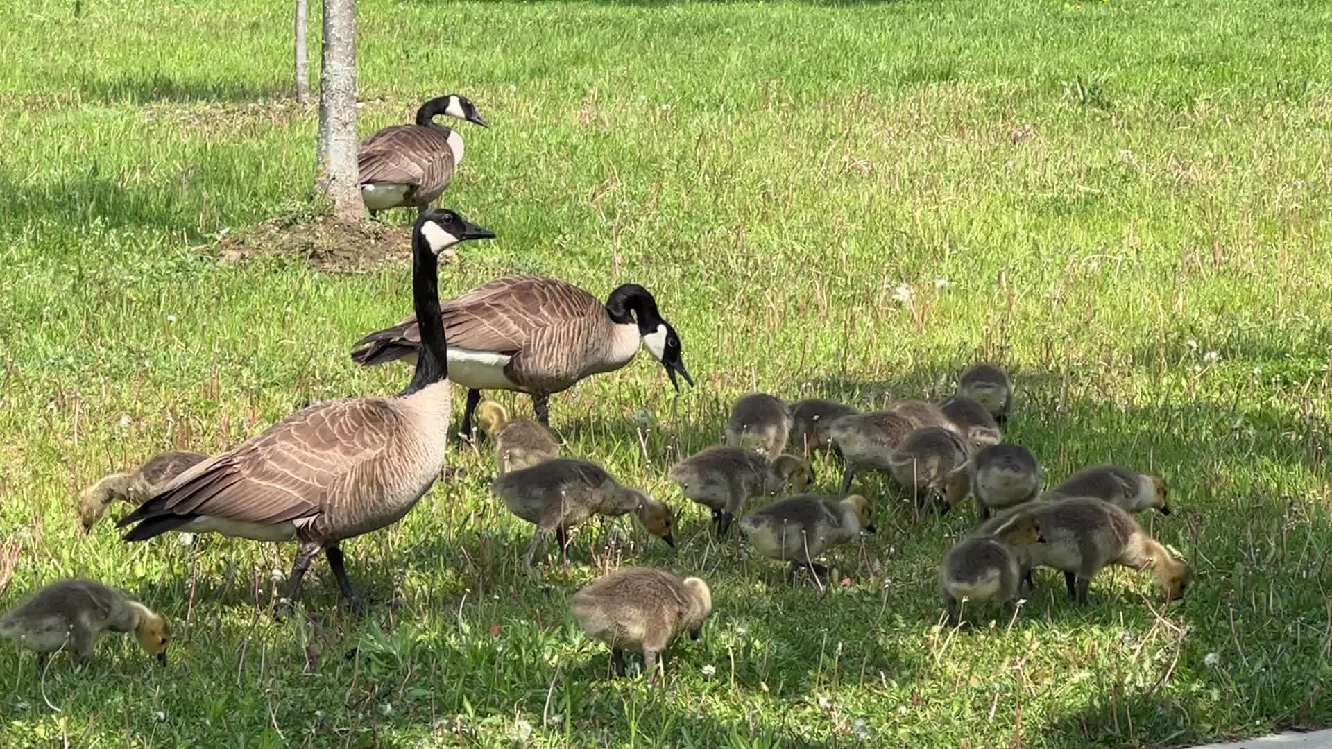 Canada Geese and goslings